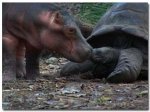 Hippo and tortoise picture