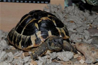 Stewie, a hermanns tortoise