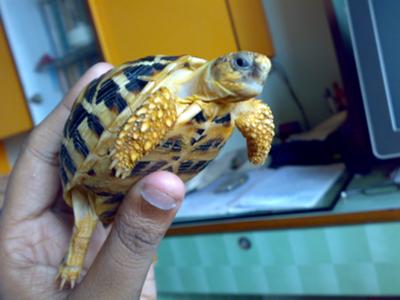 My Tortoise