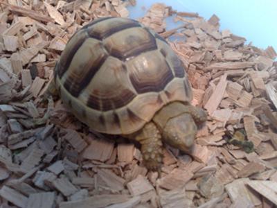 My  greek tortoise