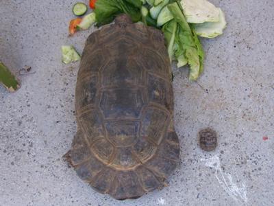 Mum and baby Gree spur thigh tortoises