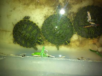 Yellow Bellied Sliders