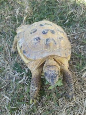 black on russian tortoise shell and skin