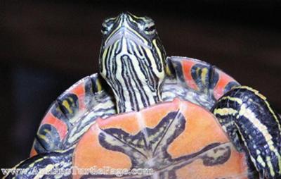 Western Painted Turtle