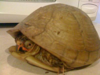 What tortoise is this?