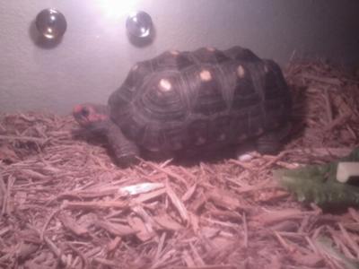 Cherry Head Tortoise