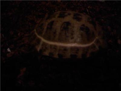 white ring around Russian tortoise shell