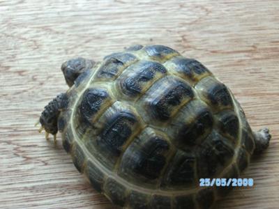 Russian Tortoise: Does it have shell rot?