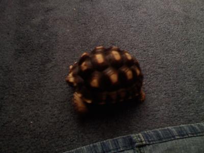 young sulcat tortoise