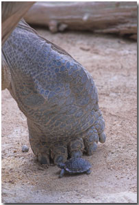 baby galapagos tortoise beside adult galapagos foot