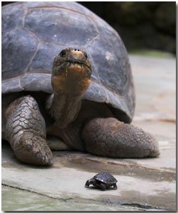 Galapagos tortoise hatchling and adult