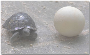 Galapagos giant tortoise egg and hatchling