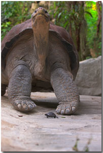 Galapagos tortoise hatchling and adult