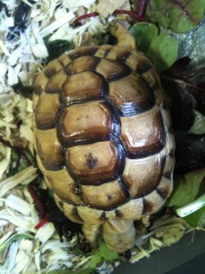 Golden Greek Tortoise