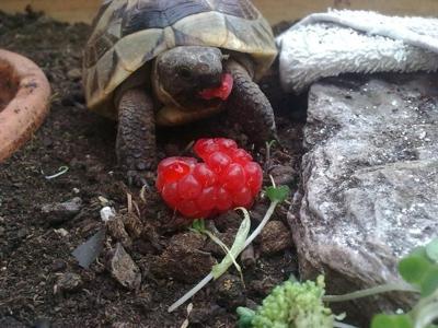 Phebs in the summer enjoying a raspberry