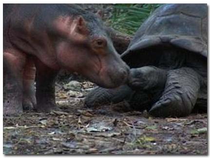 hippo and tortoise picture