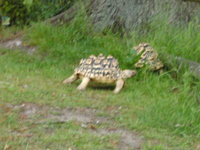 2 leopard tortoises grazing