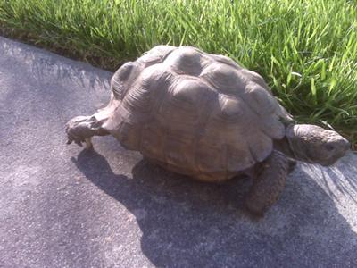 Is this a gopher tortoise?