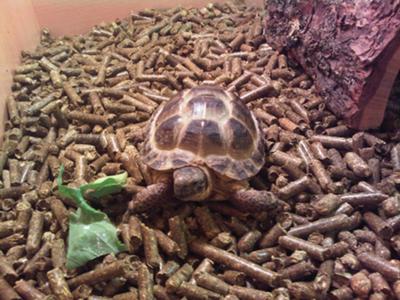 my tortoise.