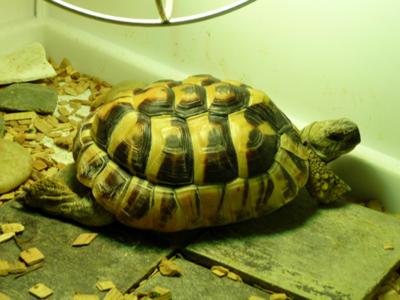 I have had a Hermann's tortoise called Tommy for about 3 years.