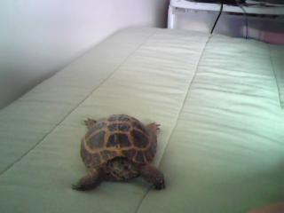 My Tortoise