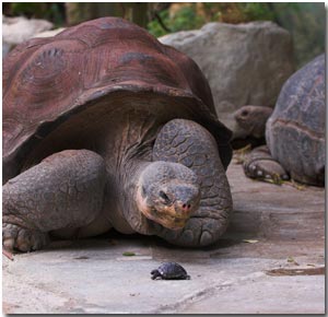 Galapagos tortoise hatchling and adult