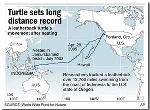 Leatherback Turtle Journey Map