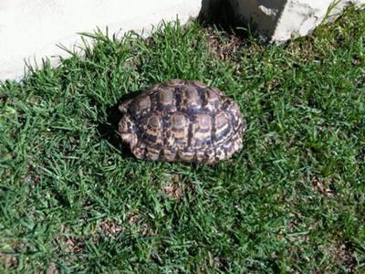 shy leopard tortoise