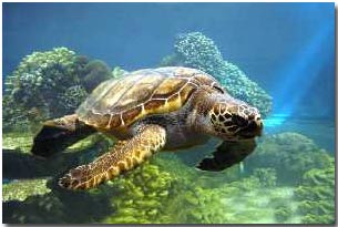 a loggerhead turtle caretta caretta is a wheelbarrow in Greek