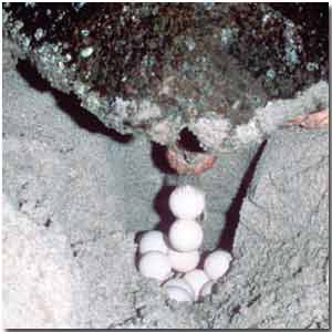 loggerhead turtle laying eggs