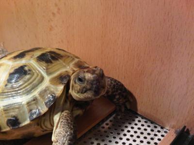 Marcel the horsfield tortoise