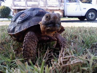 This is Brutis (: A Desert Tortoise