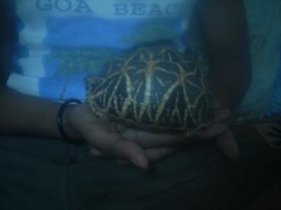 Indian Star Tortoise