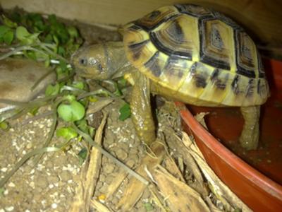 My Sheldon =] Hermann's Tortoise