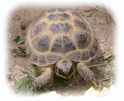 horsefield tortoise