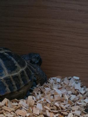 This is my tortoise sleeping