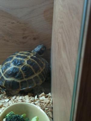 This is my tortoise in the cornor of the cage digging.