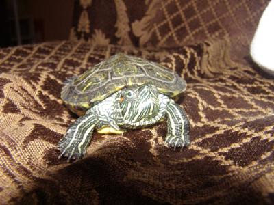 My turtle