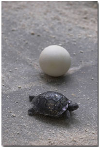 Galapagos giant tortoise egg and hatchling