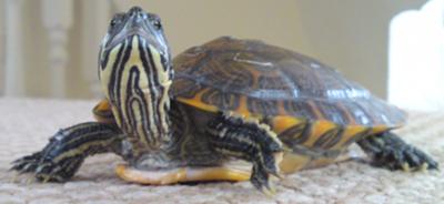 Yellow Bellied Slider