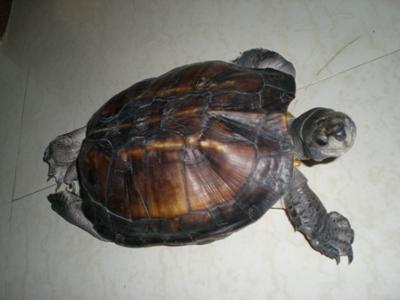 My big tortoise