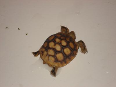 What kind of tortoise is this?