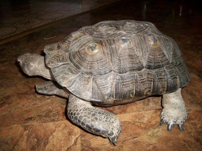 What sort of tortoise is Franklin?