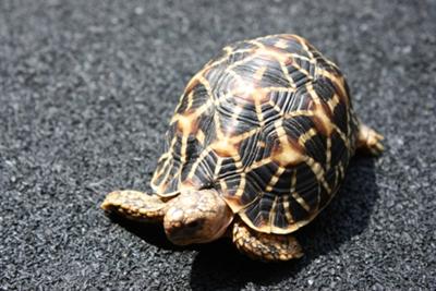 Indian Star Tortoise