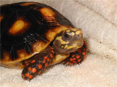 Yertle the redfoot tortoise