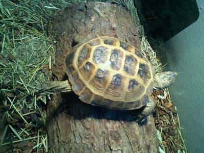 Spike, my Russian tortoise