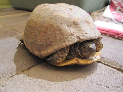 tortoise shell peeling