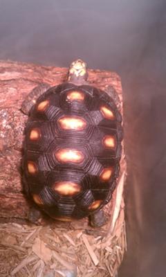 my tortoise