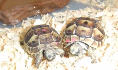 Greek Tortoises