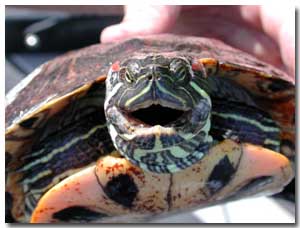 smiling tortoise enjoys tortoise jokes